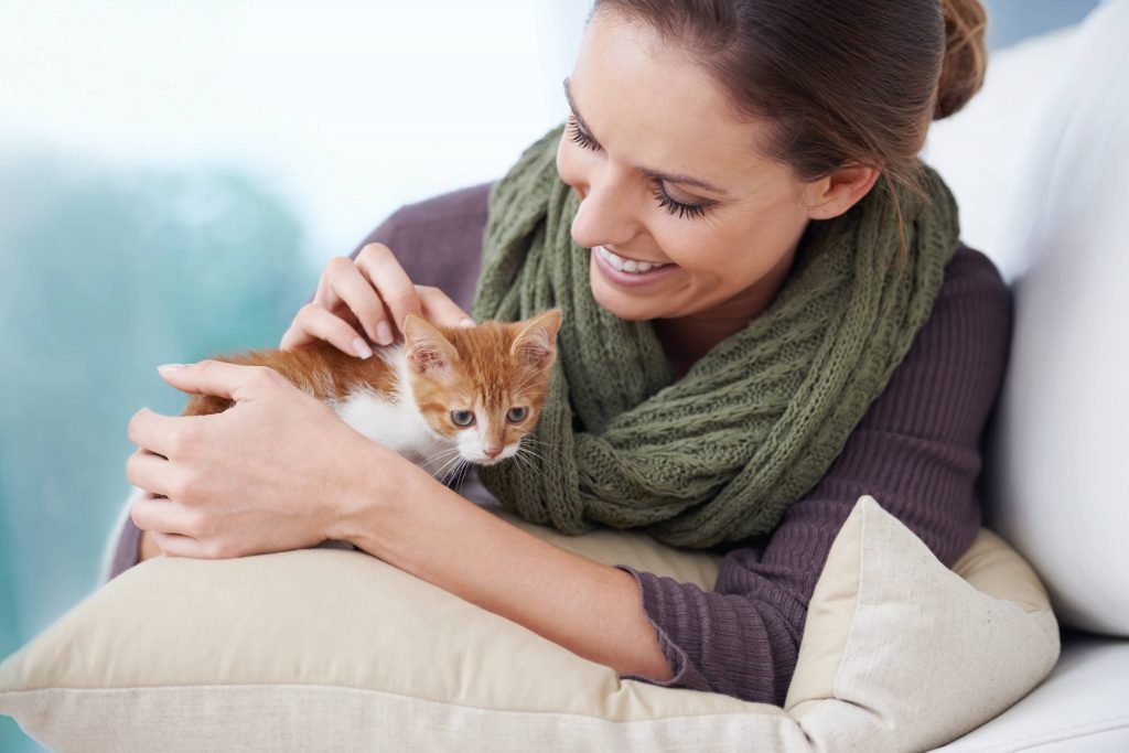 Filhote de gato