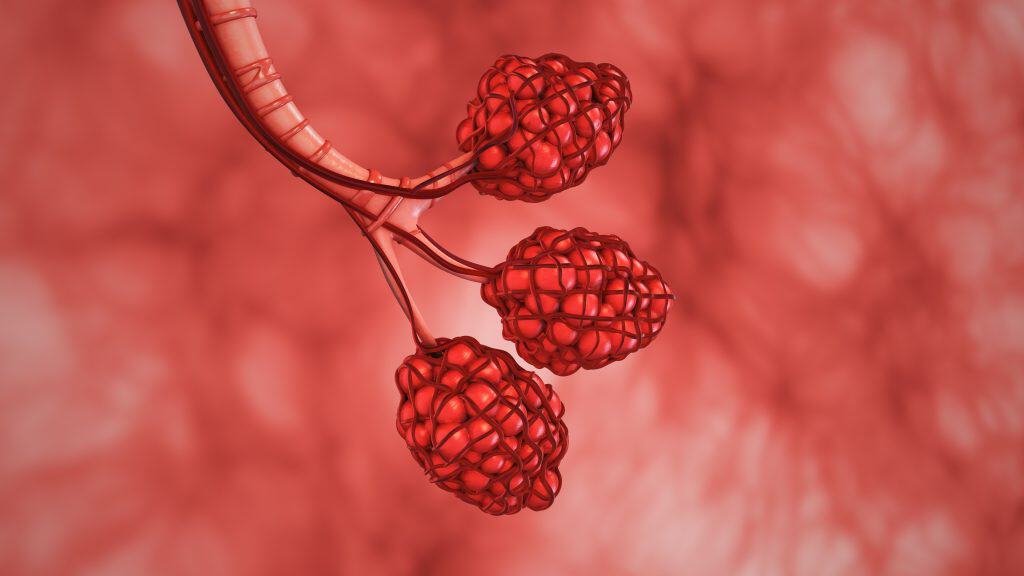 Alvéolos pulmonares