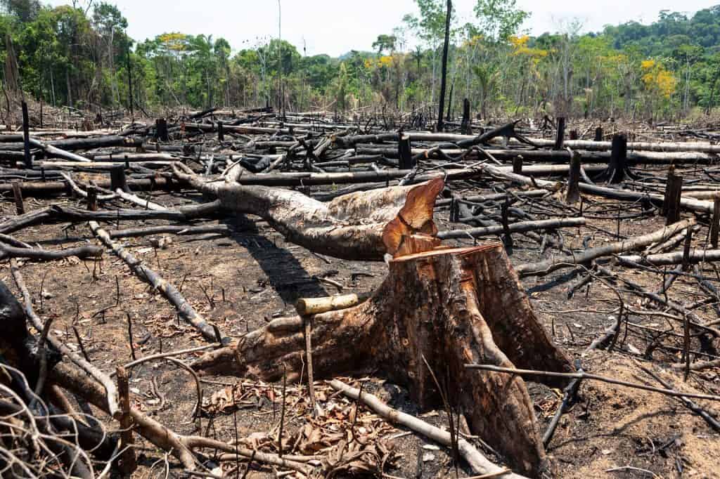 Amazônia desmatada