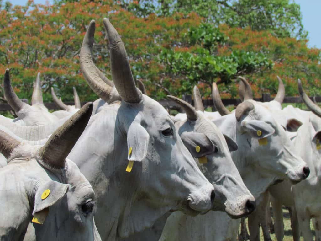 Vacas