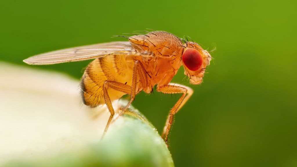 Mosca em flor