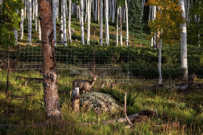 Veado pastando na floresta Pando, maior organismo do mundo
